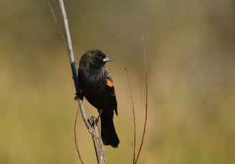 Red winged Blackbird