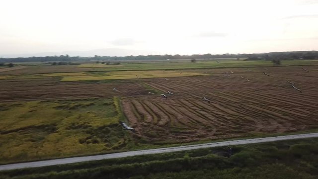 Aerial tracking Asian openbill fly at paddy field at Kubang Semang, Penang.
