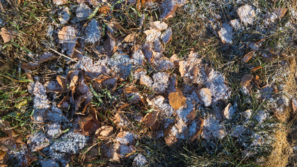 First snow on autumn leaves and green grass