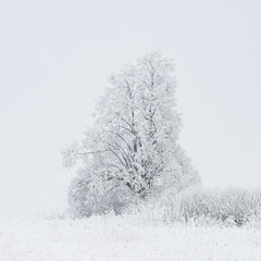 Snow-covered Tree In Winter Frosty Park. Woods In Snow. Minimalism In Winter Landscape