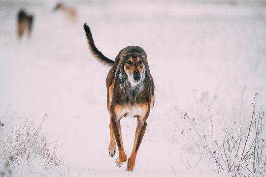 Hunting Sighthound Hortaya Borzaya Dog During Hare-hunting At Winter Day In Snowy Field