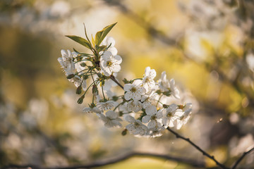 Cherry flowers frame
