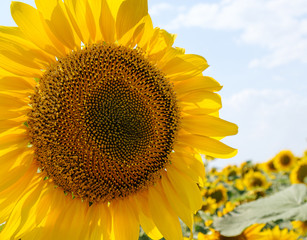 Beautiful sunflowers in the field natural background.