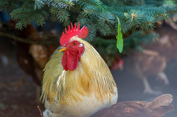 White beige rooster bird in the garden on the farm, portrait of utility domestic animal