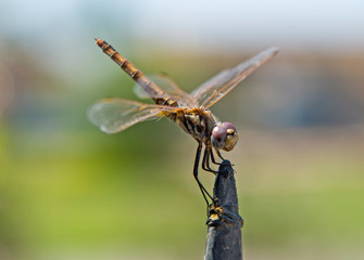 Closeup detail of wandering glider dragonfly on metal post