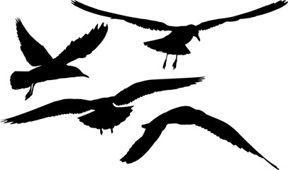 isolated black group of four seagulls silhouettes
