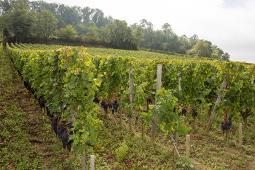 Rows of vineyards in saint emilion Bordeaux wine