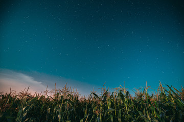 Night Starry Sky Above Green Maize Corn Field Plantation In Summer Agricultural Season. Night Stars...