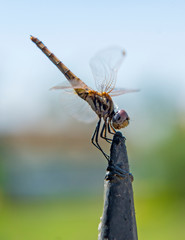 Closeup detail of wandering glider dragonfly on metal post