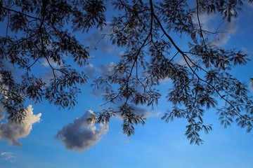  Treetop in contrast to the blue sky.