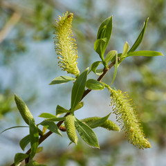 Blätter und Blüten einer Silberweide (Salix alba) im Frühling an einem See 