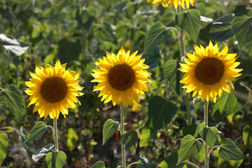 Obraz premium Field of sunflowers and yellow flowers.