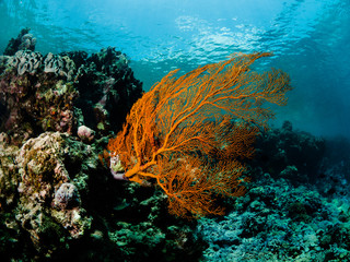 Rote Koralle an der Riffwand im Blauwasser 