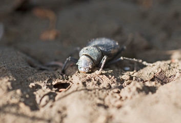African scarab beetle feeding on soil
