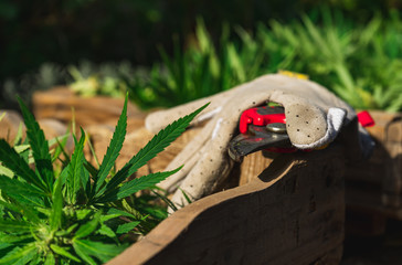 Cultivation of cannabis indica, cannabis harvest in wooden crate close-up on pruning shears and...