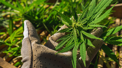 Cultivation of cannabis indica, close-up on person's hands holding marijuana vegetation plants