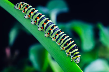 Caterpillar of the Machaon crawling on green leaves, close-up