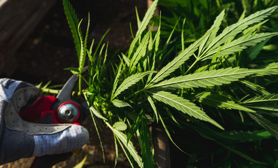 Closeup on person's hand using pruning shears on cannabis harvest