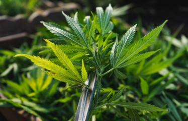 Cultivation of cannabis indica, close-up on using scissors to trim cannabis plant