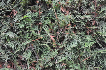 green tuya leaves in the garden