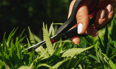 Cultivation of cannabis indica, close-up on using scissors to trim cannabis plant