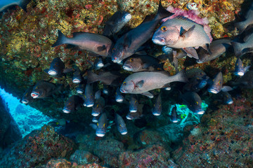 小笠原　アジアコショウダイの群れ