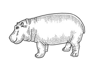 Hippopotamus animal sketch engraving vector illustration. T-shirt apparel print design. Scratch board style imitation. Black and white hand drawn image.