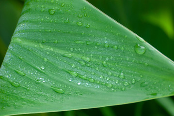 Drops of morning dew lie on a green leaf of a tree