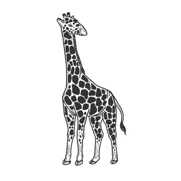 Giraffe animal sketch engraving vector illustration. T-shirt apparel print design. Scratch board style imitation. Black and white hand drawn image.