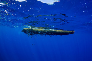流木につくツムブリの幼魚