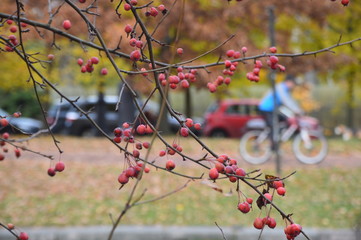red berries of barberry