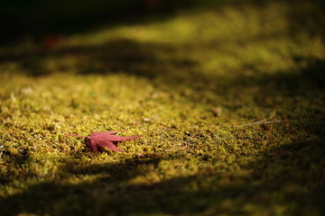 紅葉の風景