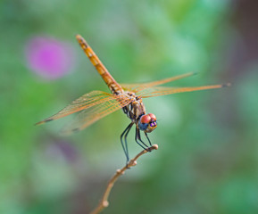 Closeup detail of red eyed dragonfly on plant stalk