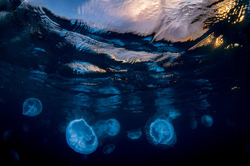 小笠原の海　夕暮れの海を漂うミズクラゲ　半水面