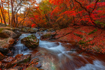 Leaves change color and waterfall at Seoraksan nation park in South Korea.