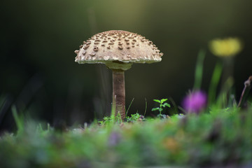 Parasol Pilz auf der Wiese