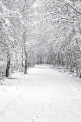 北海道の雪景色