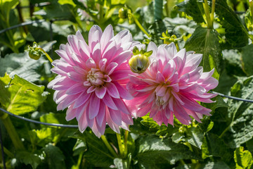 Pink flowers at Halifax Public Gardens, Canada