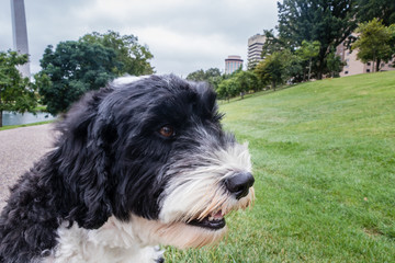 Dog at the The Arch at Gateway Arch National Park, St. Louis, Missouri