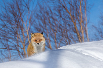 キタキツネ