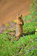 Denali National Park - Alaska 