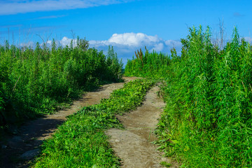 Natural landscape with dirt road among vegetation.