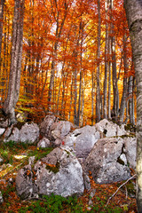 beautiful background of golden autumn forest