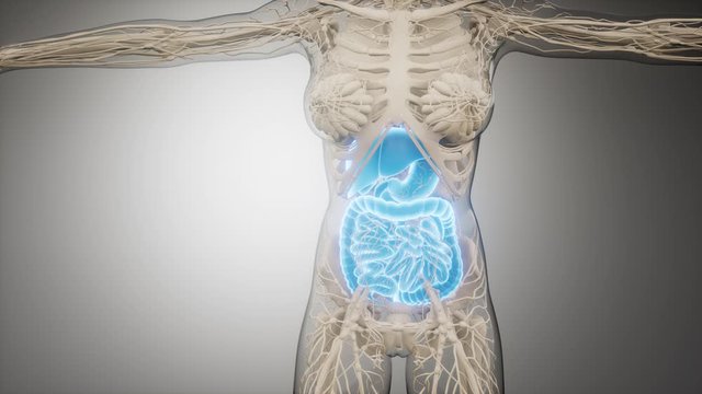 3d illustration of human digestive system parts and functions