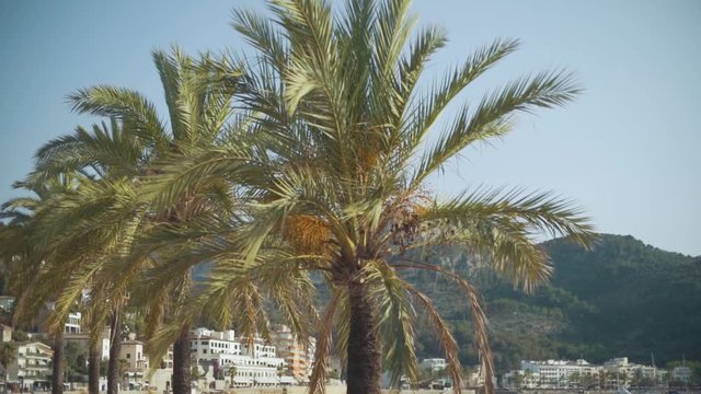 Beautiful palm trees on the beaches of Mallorca or Ibiza. Palm trees on the balearic islands in Spain