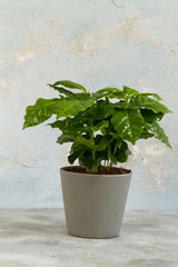 Coffee arabica plant. Grey, ceramic pot. Isolated.