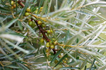 green sea buckthorn berries on the branch and with raindrops on the foliage
