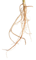 isolated on white parsley light root