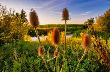 grass and flowers