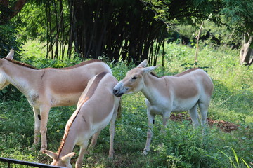 Naklejka na ściany i meble Indian wild ass or Baluchi wild ass (Equus hemionus khur) also called the ghudkhur in the local Gujarati language, is a subspecies of the onager native to Southern Asia. - Image